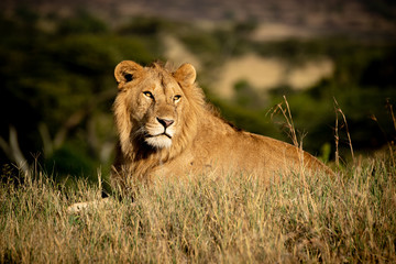 Obraz na płótnie Canvas Male lion lies in grass looking back