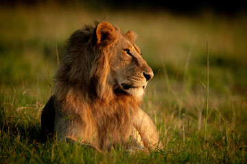 Fototapeta na wymiar Male lion lies in grass looking right