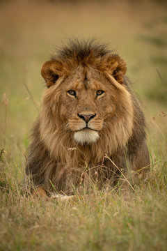 Male lion lies in grass facing camera