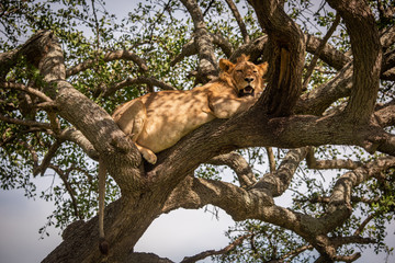 Fototapeta na wymiar Male lion lies looking down from branch