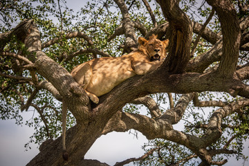 Fototapeta premium Male lion lies looking down from branch