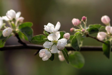 Blooming apple tree. Spring flowering.Soft focus, author processing.