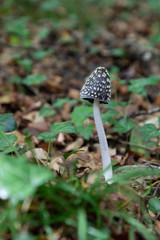 champignon Coprinus picaceus dans la foret 