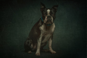 Boston Terrier in Studio