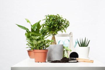 Indoor plants, cacti in pots with scoop and rake on empty gray background