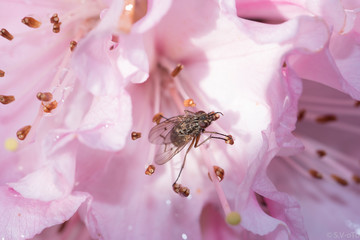 Rhododendron bloom in spring - Close up, colorful and bright