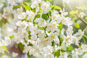 White blossoming apple trees. White apple tree flowers