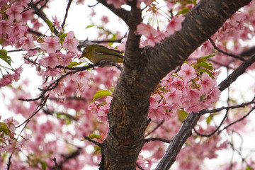 桜とメジロ