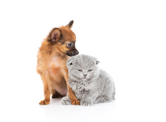 The red-haired toy terrier puppy looks at the kitten with a gray British kitten. Isolated on a white background