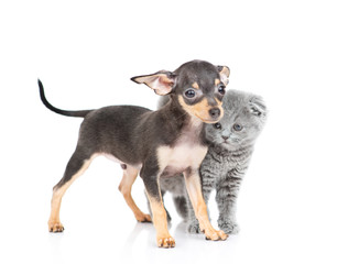 A Scottish breed kitten and a toy terrier puppy are sitting nearby and hugging. Isolated on a white background