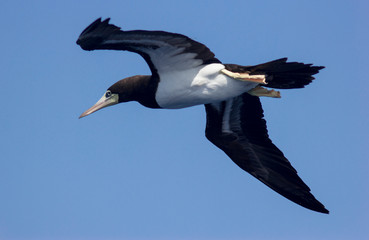 Fototapeta na wymiar seagulls in flight over the sea against the sky