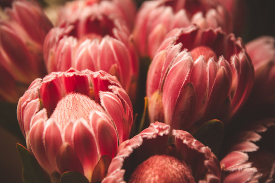 Pink King Protea Autumn Flower