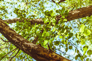 Trees with green leaves. Summer sunny day in the park