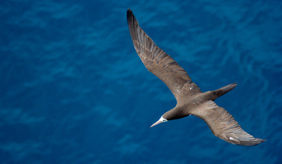 View on seagull from top, against the sea.