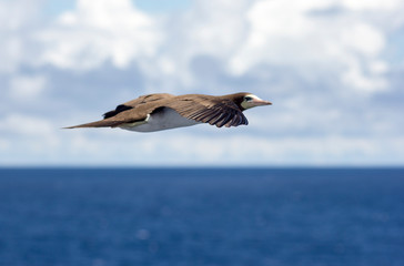 Fototapeta na wymiar seagull flying in the air close look
