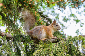 Naklejka na ściany i meble The squirrel sits on a fir branches in the spring or autumn