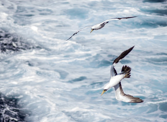 View on seagull from top, against the sea.