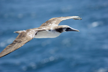 View on seagull from top, against the sea.