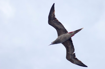 seagulls in flight over the sea against the sky