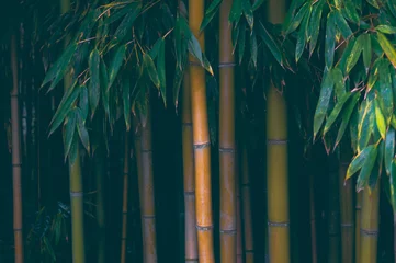 Gordijnen Struikgewas van bamboe © Kirill