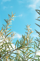 Sea buckthorn leaves on a background of blue sky