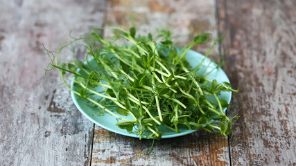 Microgreen on a plate. Superfoods.