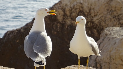 Seagulls on a rocky shore