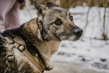 stray dog from the shelter for a walk