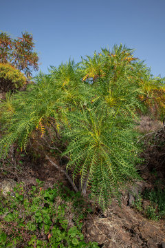 Endemic Sonchus canariensis shrub, covering the vast rocky landscape near Santiago del Teide town, on the ascending path to Arguayo village, following the popular almond blossom trail, Tenerife, Spain