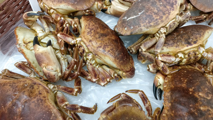 Braune Atlantik Krabbe