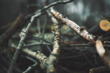 In a huge pile lie recently cut down long thin trunks, branches and twigs from trees in the dark gloomy time of day.
