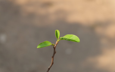Young leaves indicate the spring. Fresh small leaves on the branch.