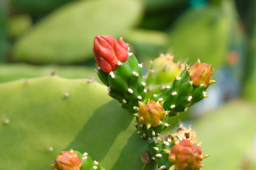 red flower in the garden. Close up cactus flowers with green blur background.
