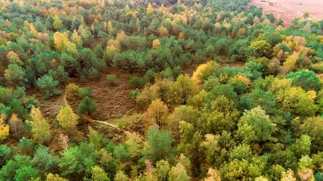 Flying over the Beautiful Autumn Forest of Dwingelderveld, Top Down Shot, Drenthe, Netherlands / Holland &ndash; 4K Drone Footage