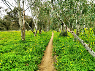 Bike trail in a forest