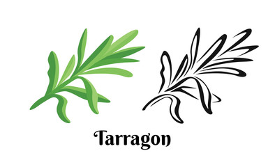 Tarragon branch isolated on white background. Vector color illustration of  fragrant green estragon leaf in cartoon flat style and black and white outline. Vegetable Icon.