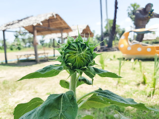Sunflower in the garden select background