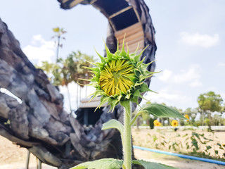 Sunflower in the garden select background