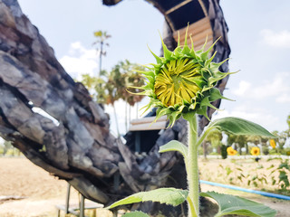 Sunflower in the garden select background
