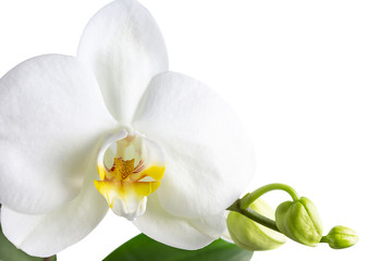 Branch of white orchid with flower buds and green leaves isolated on white background, design element