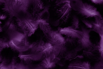 Fototapeta premium Beautiful abstract colorful red and purple feathers on black background and soft blue feather texture on dark pattern and blue background, colorful feather, purple banners