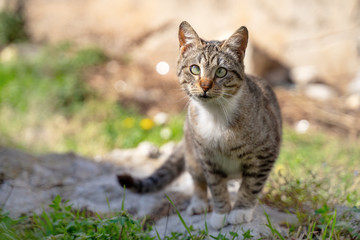 Naklejka na ściany i meble Beautiful cross-eyed cat walking through the green grass. Street cat, village cat in the garden. Summer background and soft light