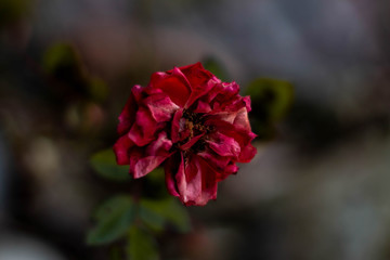 pink rose in the garden