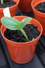 The first leaves of a courgette or zucchini plant in a seed tray