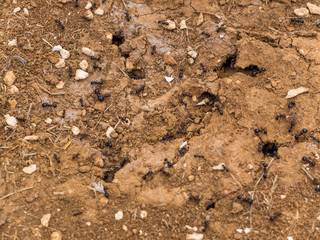 Close up of the ants nest with black worker ants.