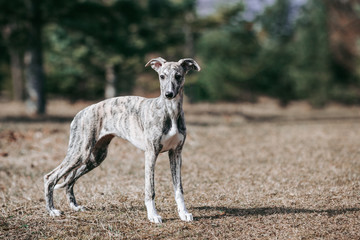 Vipet. Greyhound dog standing.