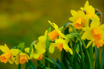 endlich frühling