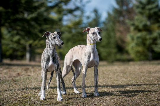 Vipet. Greyhound dog standing.	