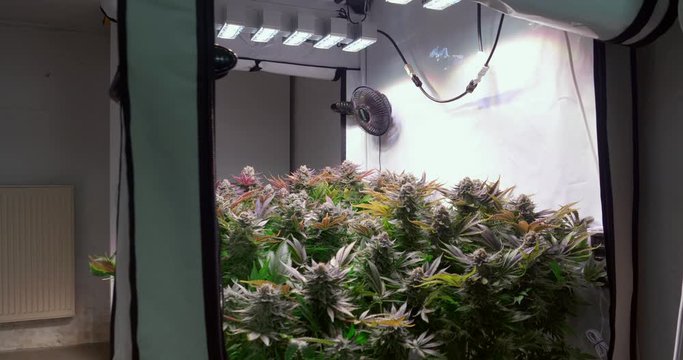 Shot of a cannabis plants growing in a grow tent during flowering stage