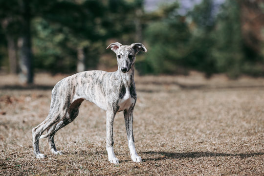 Vipet. Greyhound dog standing.